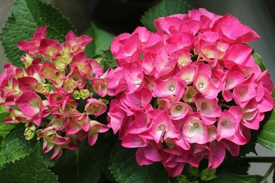 戴き物の紫陽花