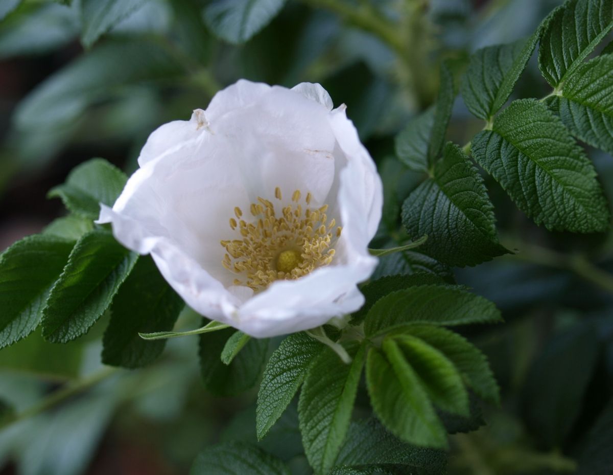 春シーズン最後の薔薇