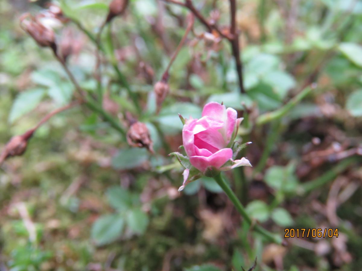 苔庭の世にも不思議な極小バラ