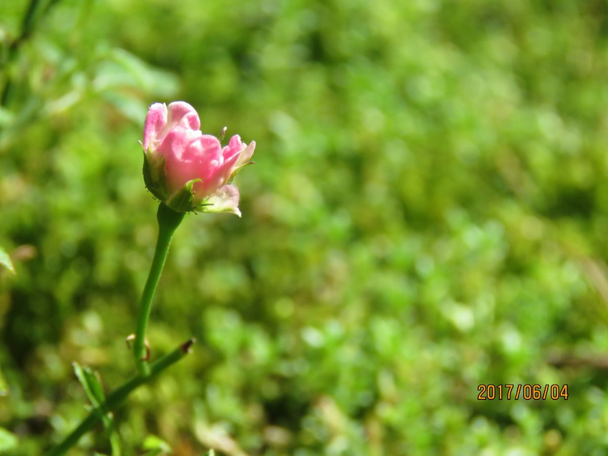 苔庭の世にも不思議な極小バラ