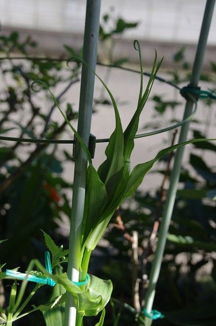 今年もきっと咲くね～