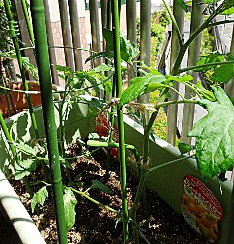 今年も懲りずに