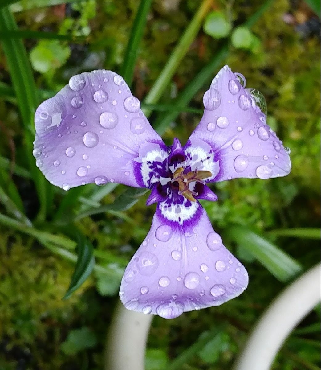 梅雨入り☔☔🐌