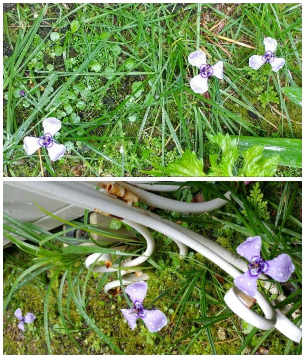 梅雨入り☔☔🐌