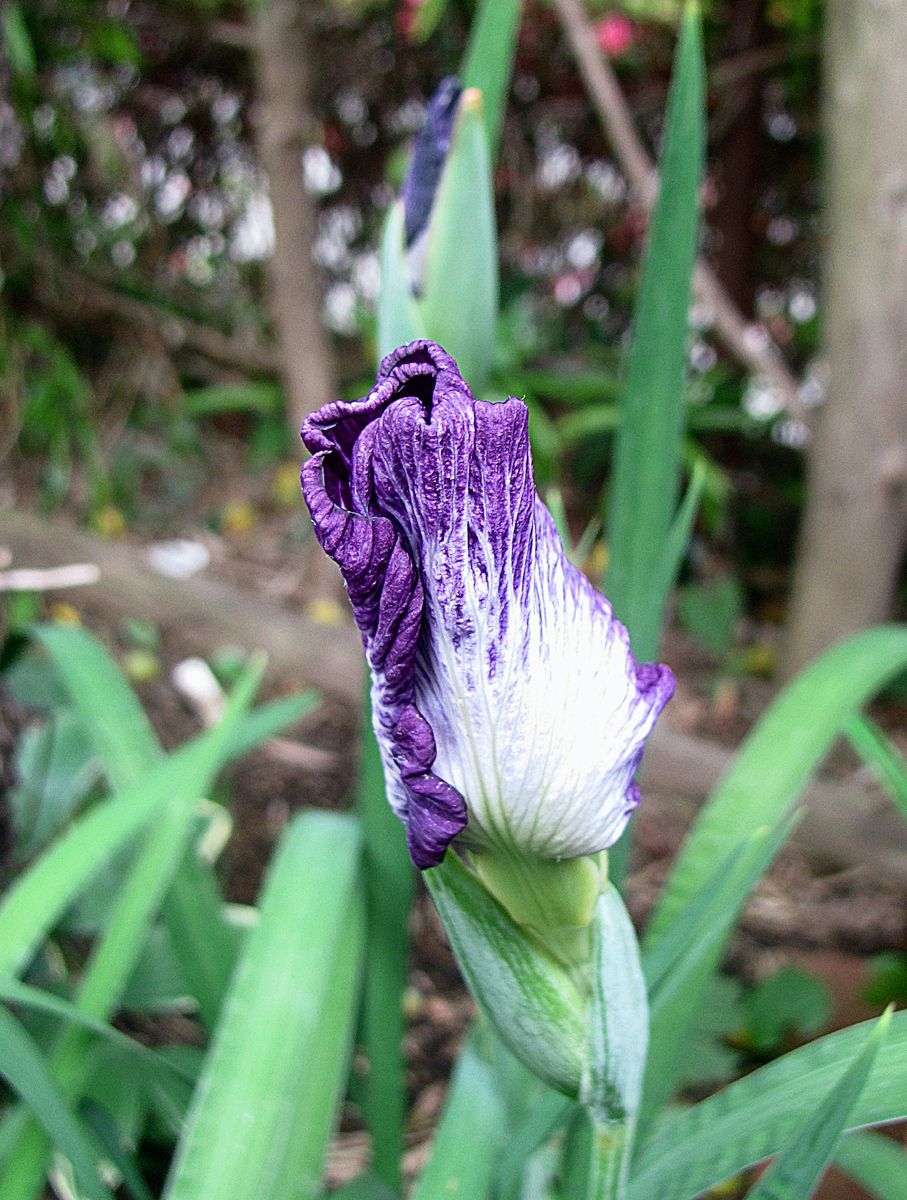 花の咲き始め