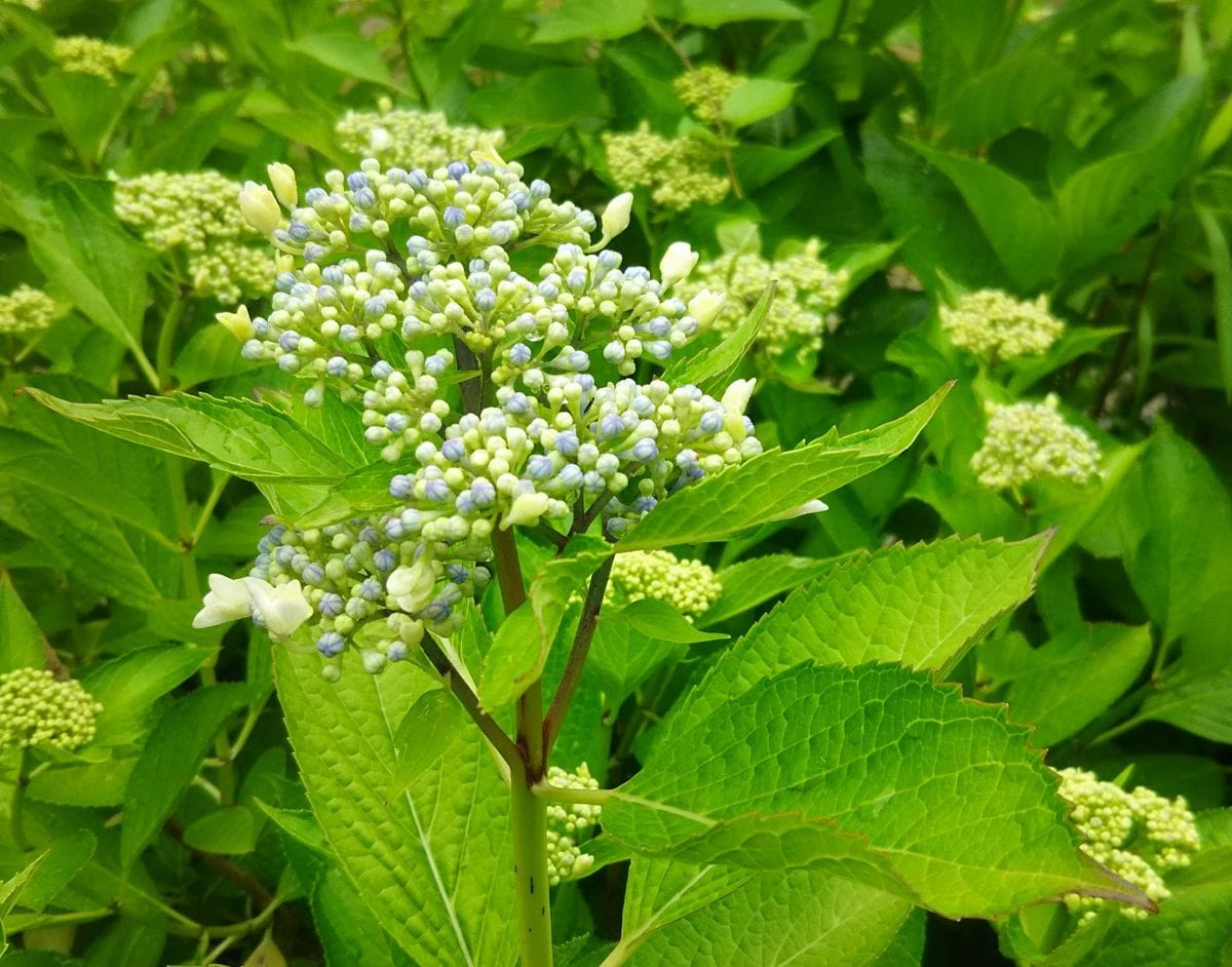 梅雨に咲く花