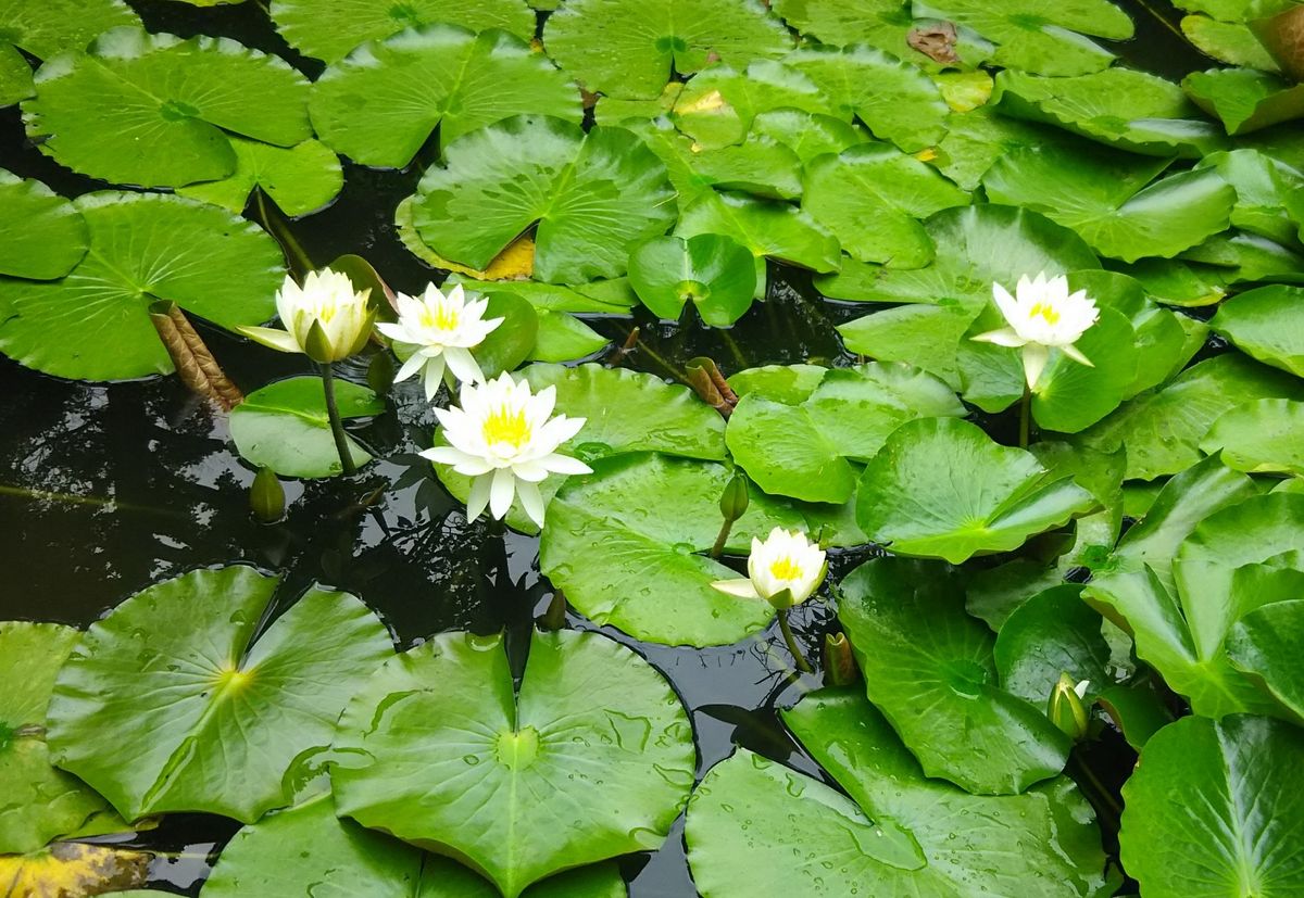 梅雨に咲く花