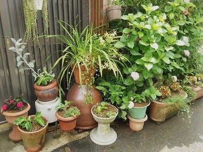 毎年恒例の植え替え～*