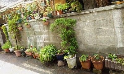 毎年恒例の植え替え～*