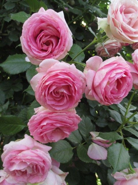 横浜市の花は薔薇…。