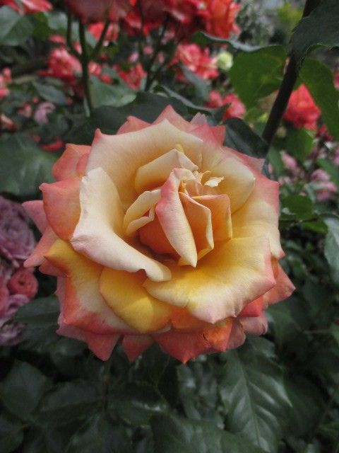 横浜市の花は薔薇…。