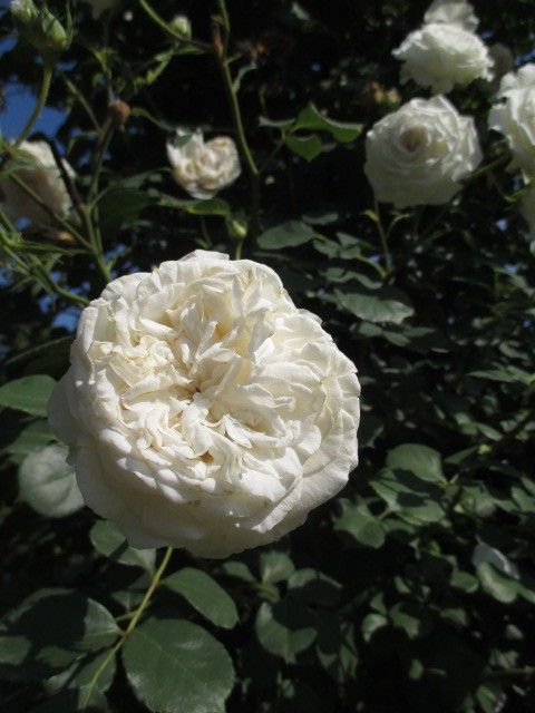 横浜市の花は薔薇…。