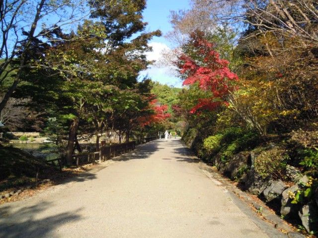 紅葉情報《東山植物園　平成23年11月20日》