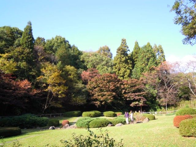 紅葉情報《東山植物園　平成23年11月20日》