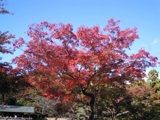 紅葉情報《東山植物園　平成23年11月20日》