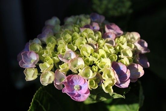 また紫陽花