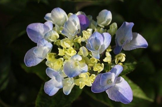 また紫陽花