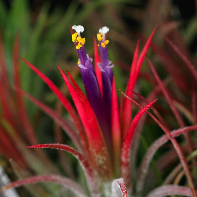 Tillandsia ionantha