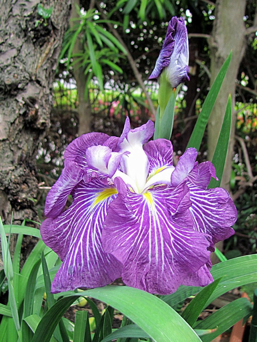 花菖蒲の朝