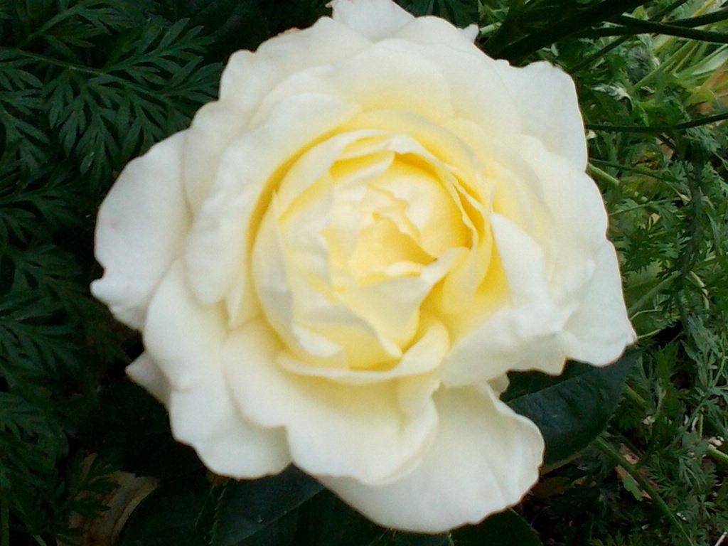 白いお花です[i:139]