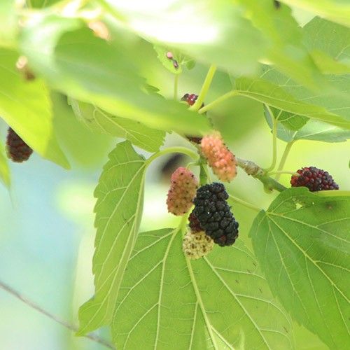 桑とマルベリー、そして繭