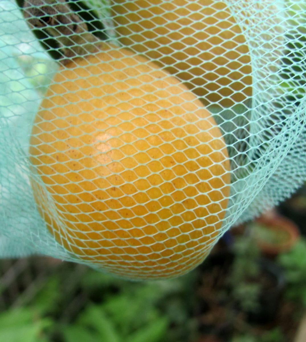 鉢植えの果樹