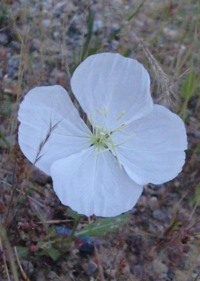 今年も月見草が