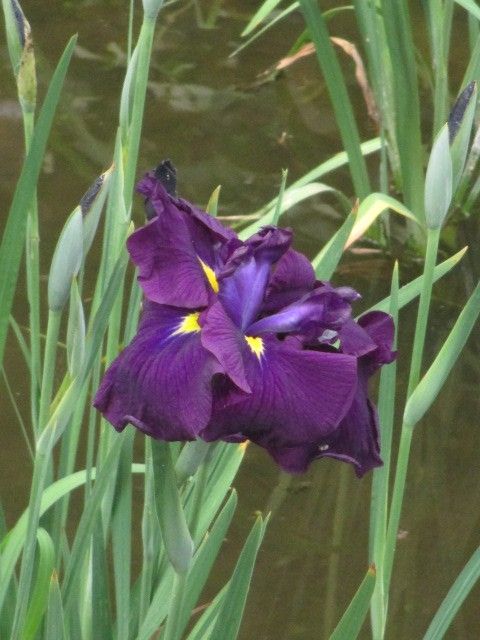 À bientôt, 大船植物園。