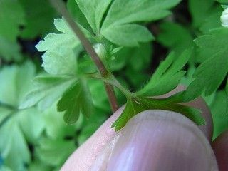 サンリンソウが咲いています