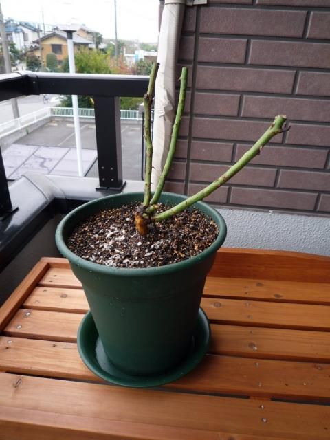 大苗の植え付け２（裸苗）