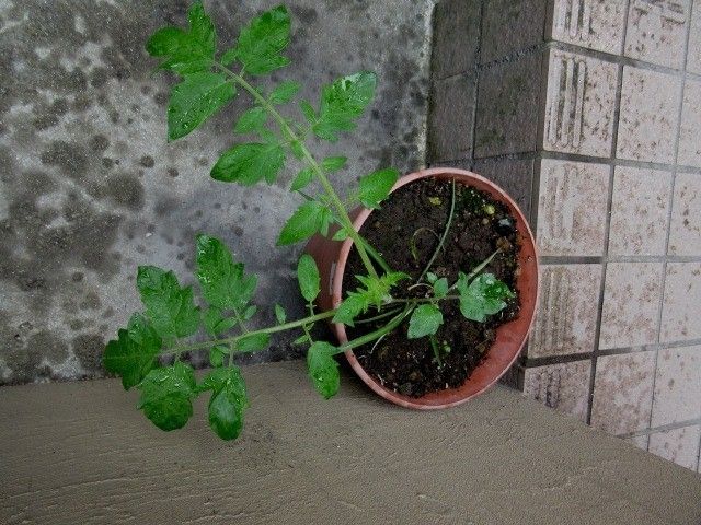 トマトの脇芽の挿し木