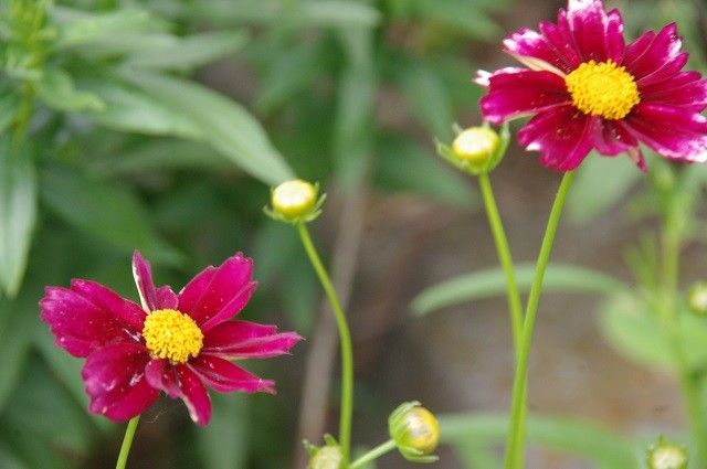 頂いた花のその後