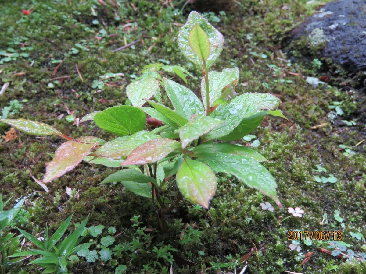 苔庭に落ち　はかなき白き ナツツバキの花