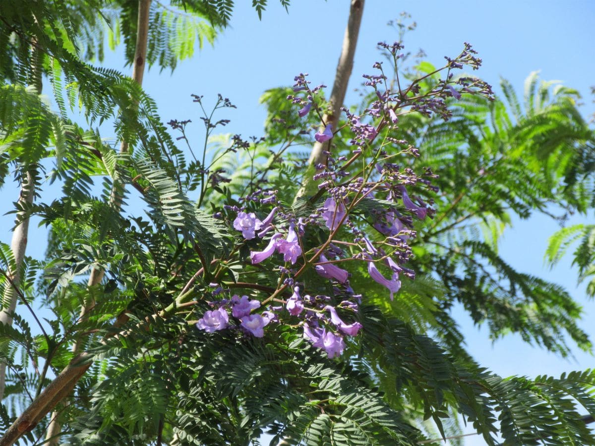 青い桜　開花！