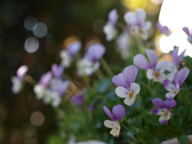 花屋巡り