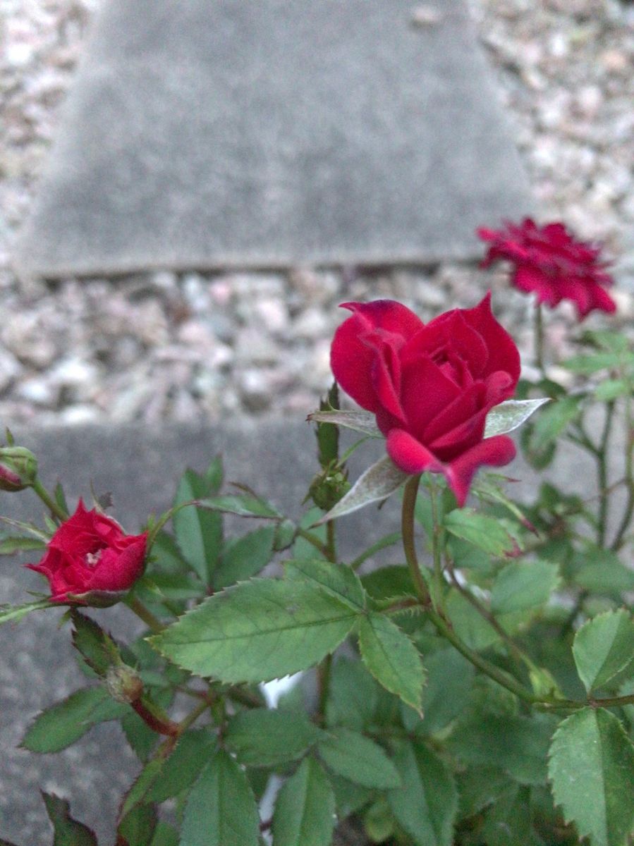 🌹薔薇が咲いた〜薔薇が咲いた〜  2