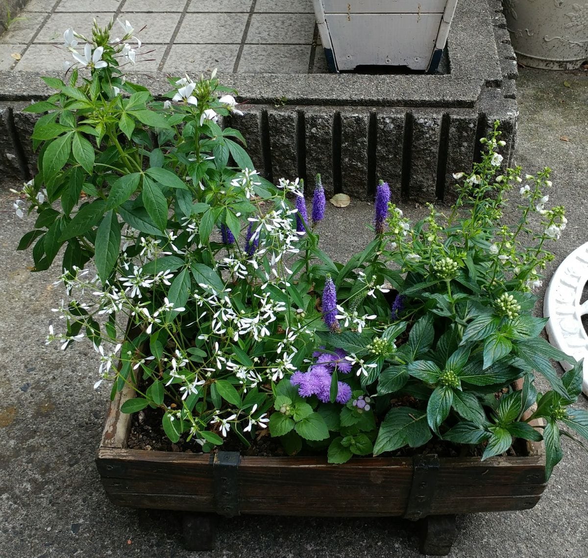 夏の寄せ植え