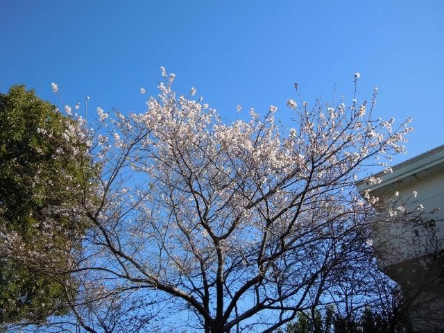 四季桜