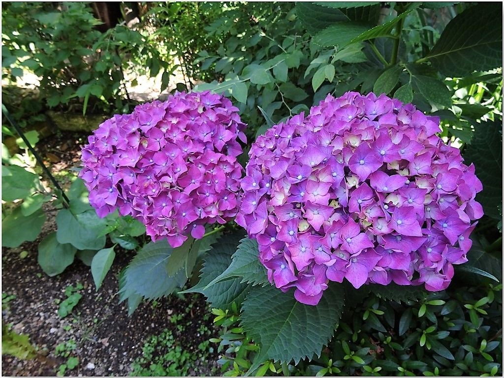 庭先でアジサイの花が咲まで...