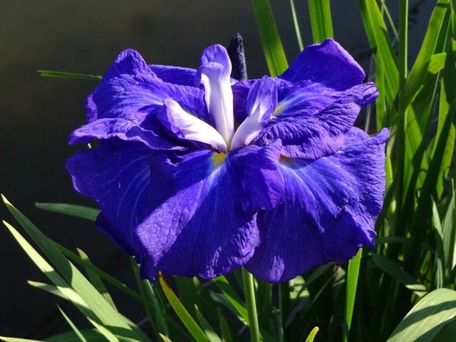 地植えの花菖蒲