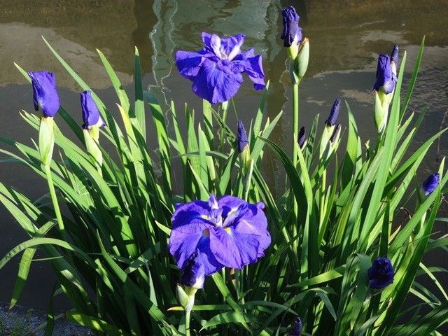 地植えの花菖蒲