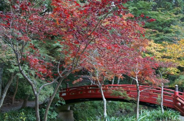 紅葉を見に行った。