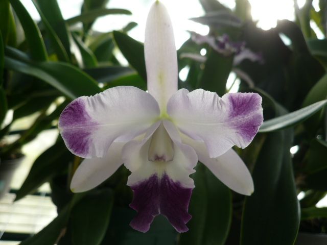 Lc.Cariard's Mini-Quinii'Blue Splash'