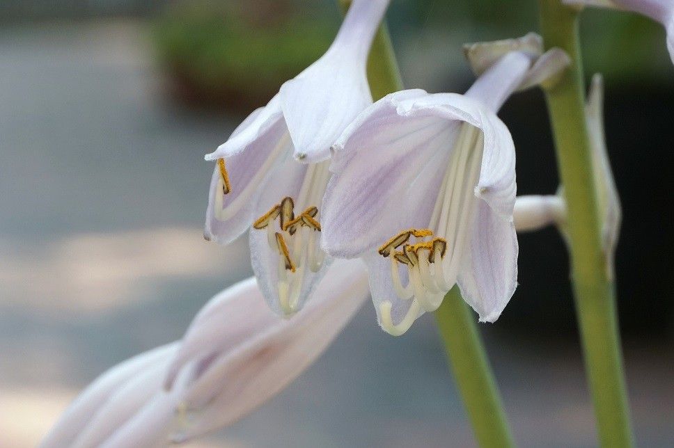 雨降り花