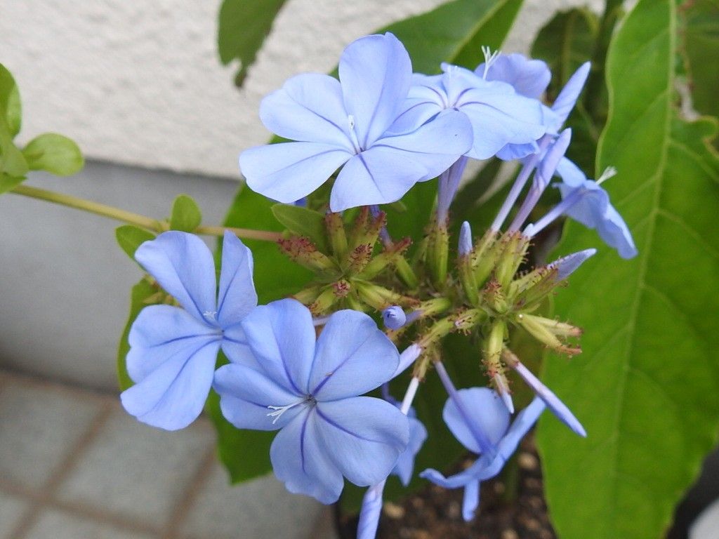 咲き始めました♪