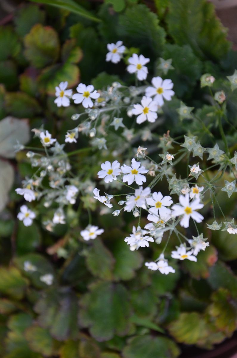 プリムラ、西行桜、ブラックアイ