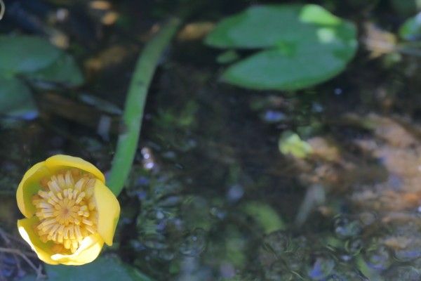 水位が下がり気味