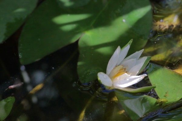 水位が下がり気味