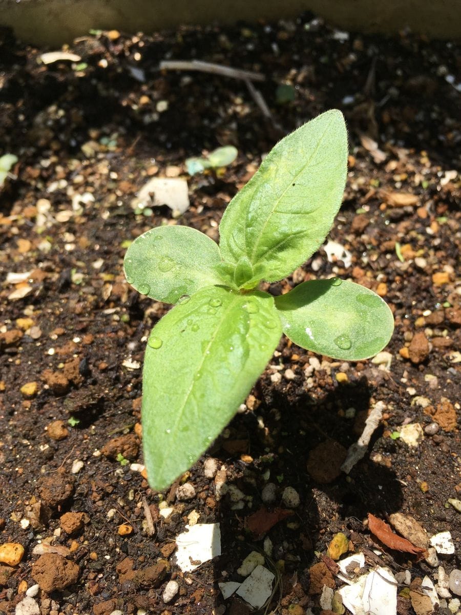 未知の向日葵さん、双葉でました🌱