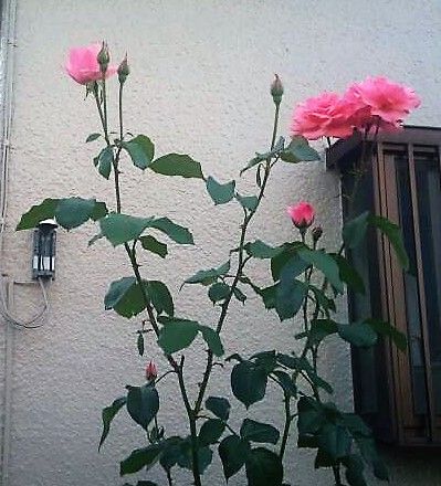 薔薇のつぼみが開花 ⑫